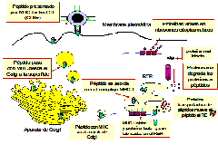 clip_image009