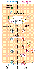 clip_image018